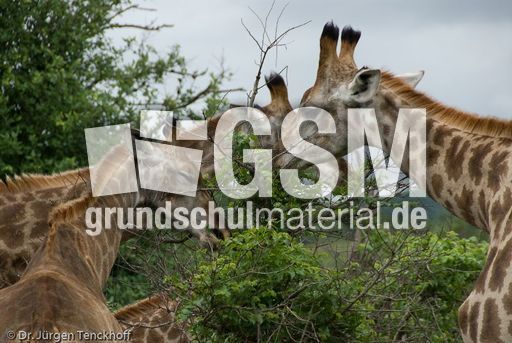 Giraffe (78 von 94).jpg